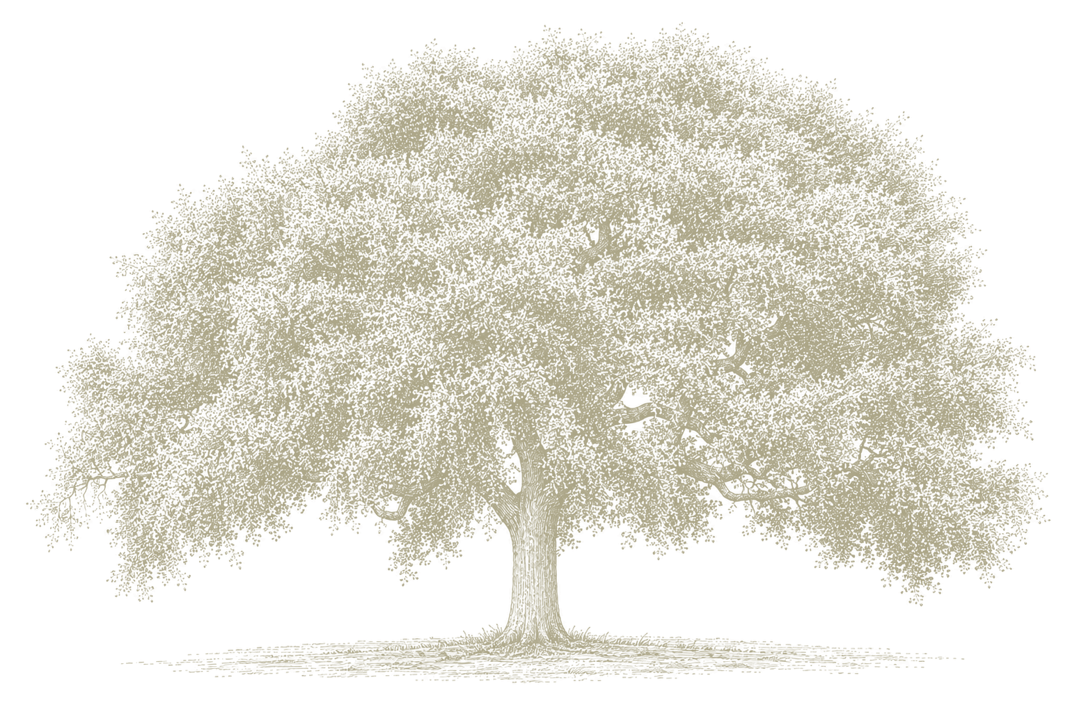 Oak tree illustration